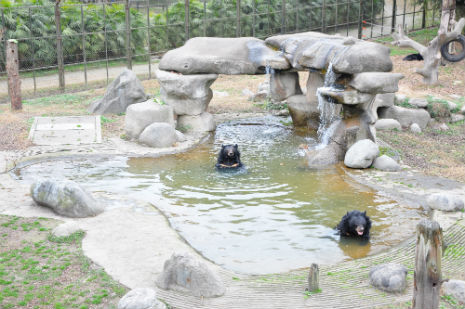 bears enjoy swimming in the sanctury pool