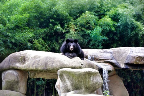 Beau relaxes high up on the rocks by the pool