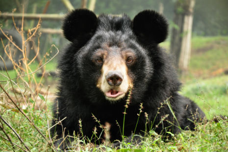 Lexa is easily identified by his white muzzle and gorgeous mickey mouse ears