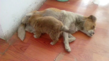 Si Bao feeding her healthiest puppy
