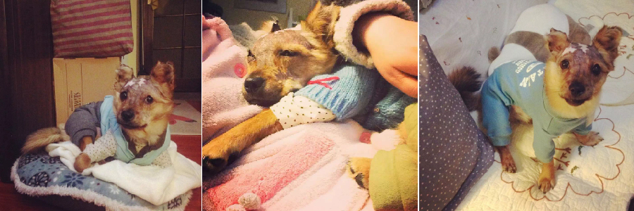 Tuffy in new sweaters