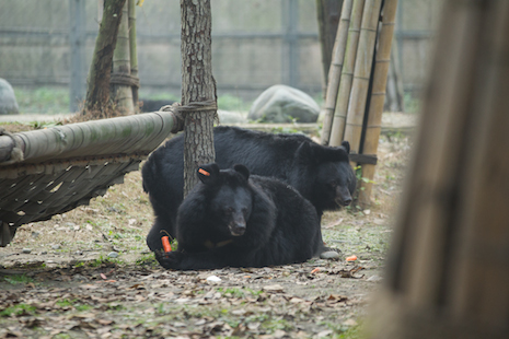 moon bear pair