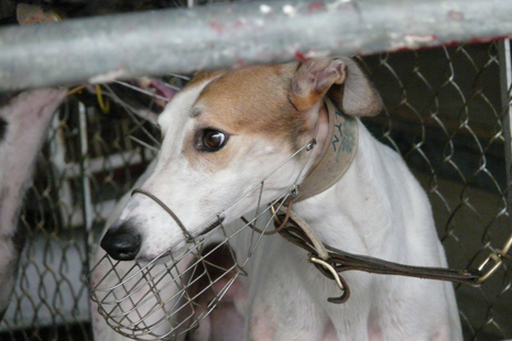 Greyhound in Macau