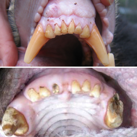 a juxtaposition of healthy and rotton bear teeth