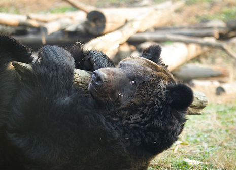 A simple stick can keep a moon bear happy for hours