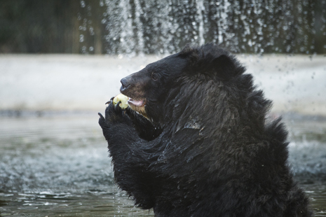 Poolside snack for Manuka