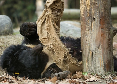 Moon bear plays with a sack