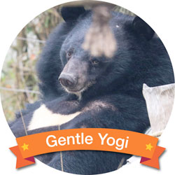 Yogi