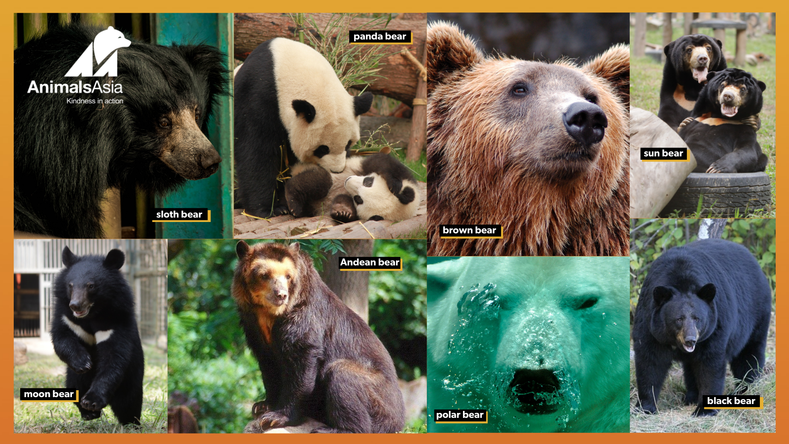 IV. The Impact of Human Interaction on Asian Black Bear Aggression