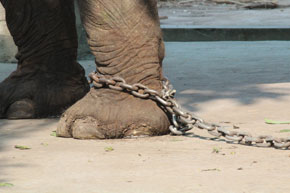 Facts About Cruelty to Animals in Asia Facts About Cruelty to Animals in Asia