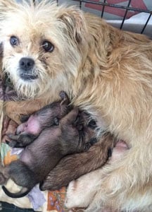 Dogs and puppies saved from abuse
