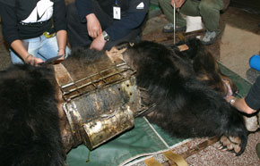 Facts About Cruelty to Animals in Asia Facts About Cruelty to Animals in Asia