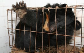 Facts About Cruelty to Animals in Asia