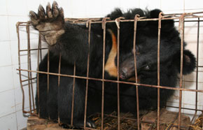 Facts About Cruelty to Animals in Asia Facts About Cruelty to Animals in Asia
