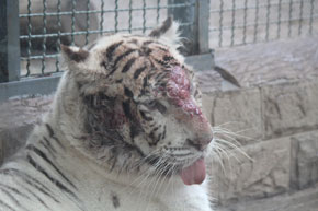 Tiger in captivity