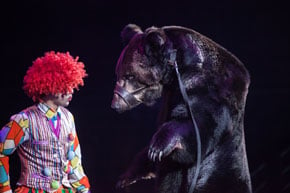 Performing bear