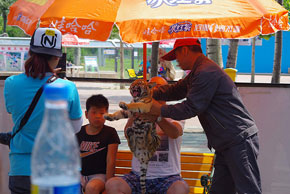 Tiger used for selfies