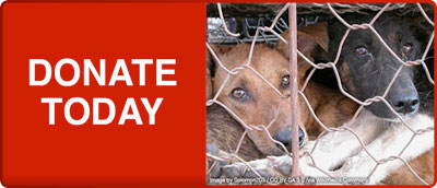 Facts About Cruelty to Animals in Asia Facts About Cruelty to Animals in Asia
