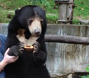 Sun Bear