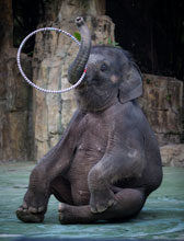 Elephant trick