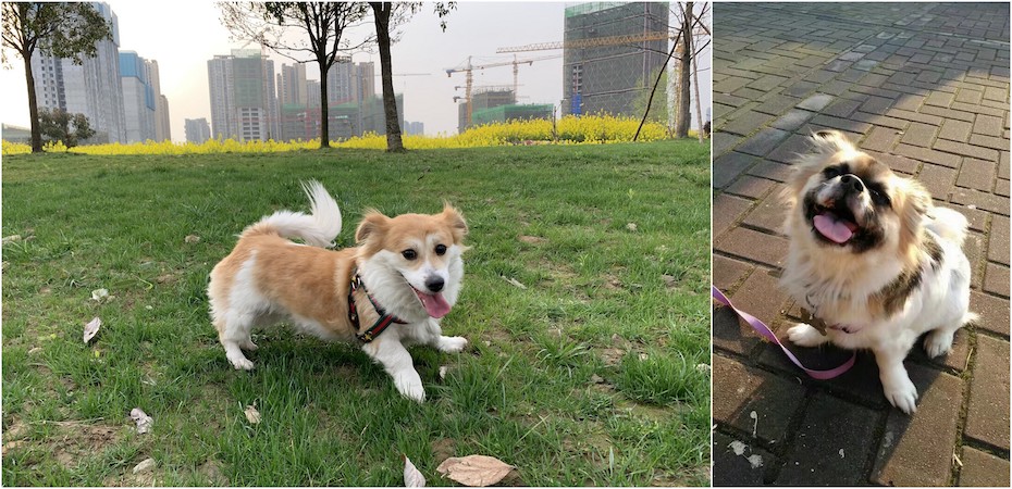 Real life heroes: China's emerging animal welfare advocates saving cat and  dog lives