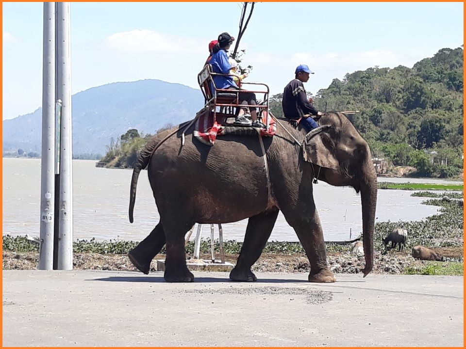 This is what years of tourist rides do to an elephant