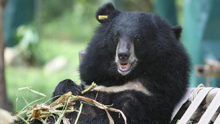 Happy Bear