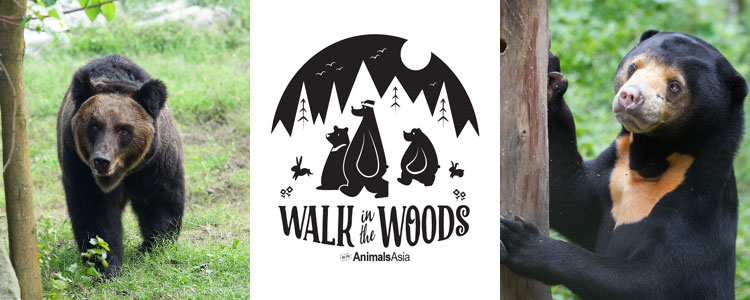 Walk in the Woods Banner