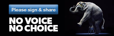 No Voice No Choice: say no to animal performance