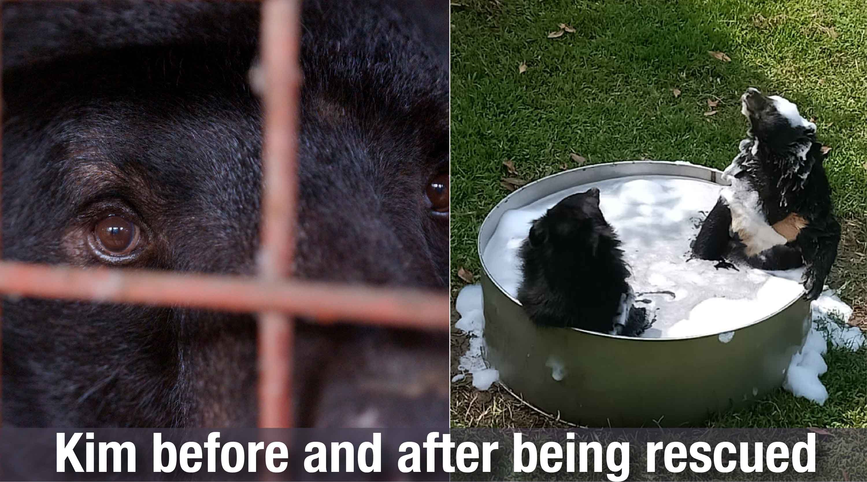 After rescue from cruelty, moon bear best friends enjoy a sanctuary spa day