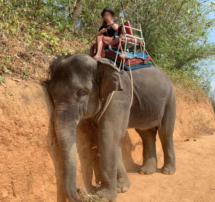 This Picture Has Convinced Thousands In Vietnam That Elephant Riding And Circuses Must End