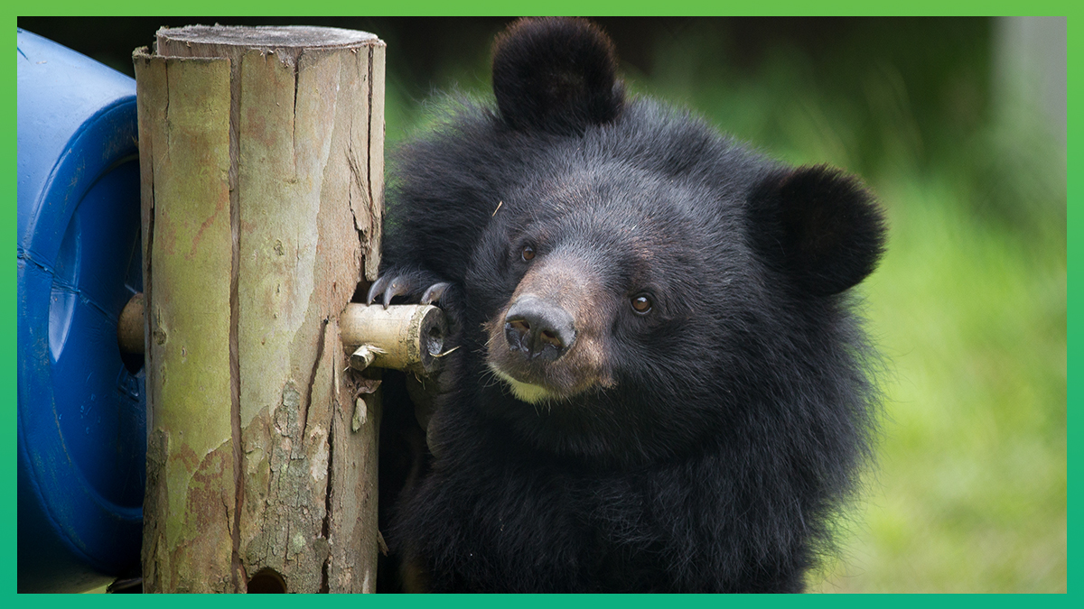 Caz, one of our most iconic bears, passes away at the age of 18