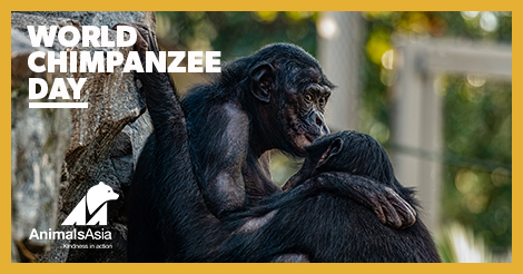 from my life with the chimpanzees from my life with the chimpanzees