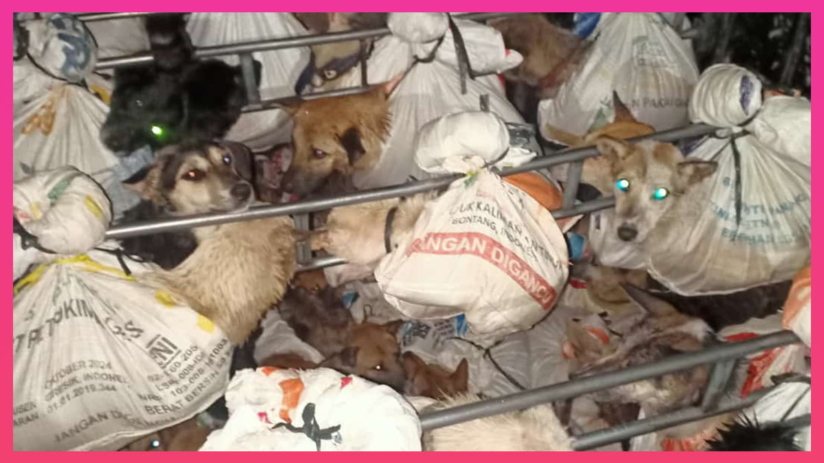 what is the dog meat trade