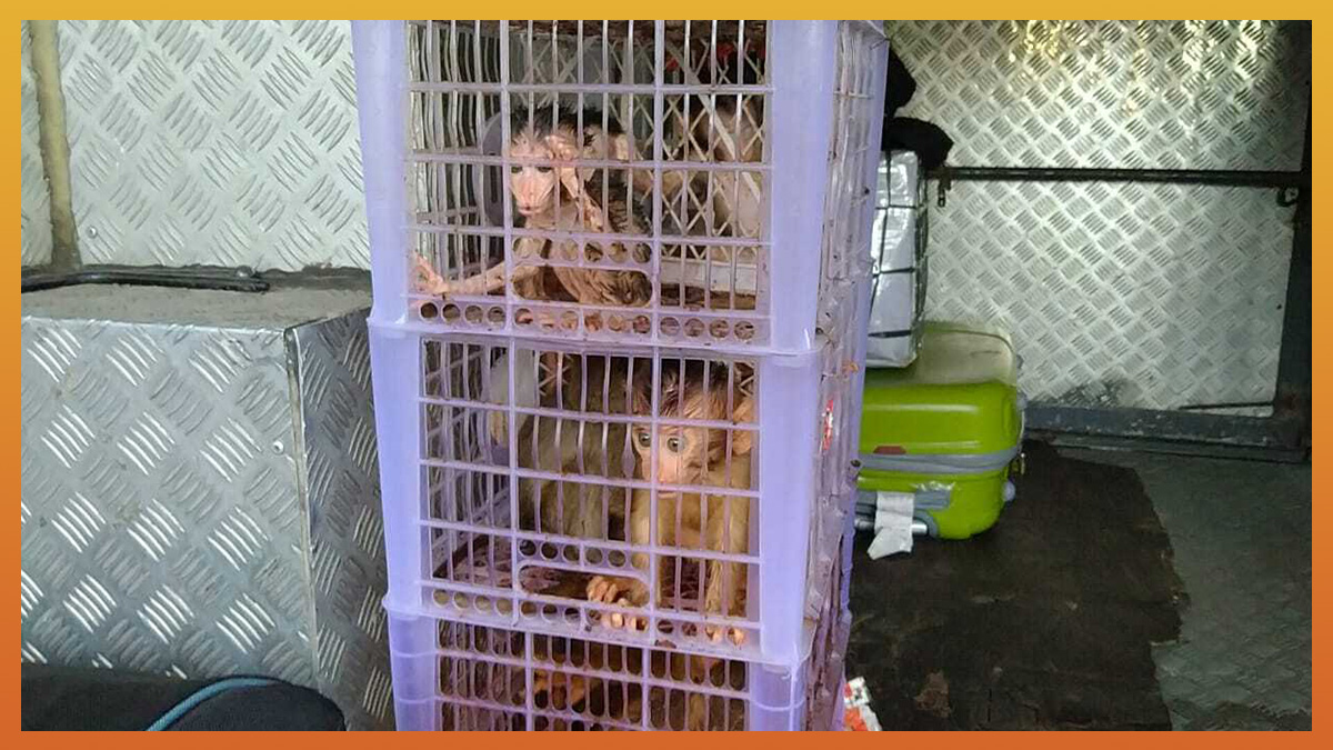 LONG TAILED MACAQUES SOLD AT MARKET – JAKARTA ANIMAL AID NETWORK