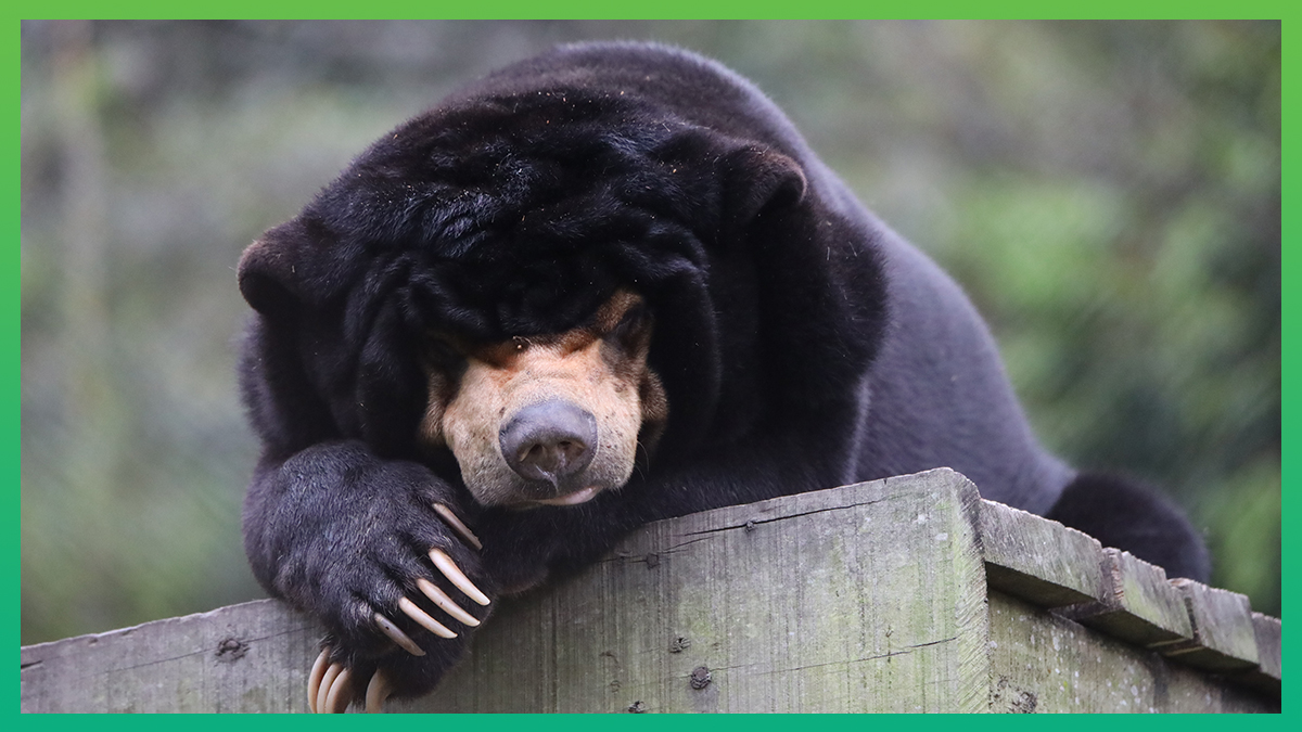 Five years after being rescued, sun bear Mr. Dave proves that the only cure  is kindness