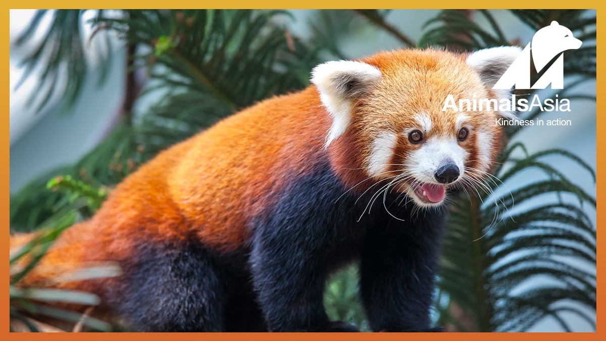 Panda eyes anal