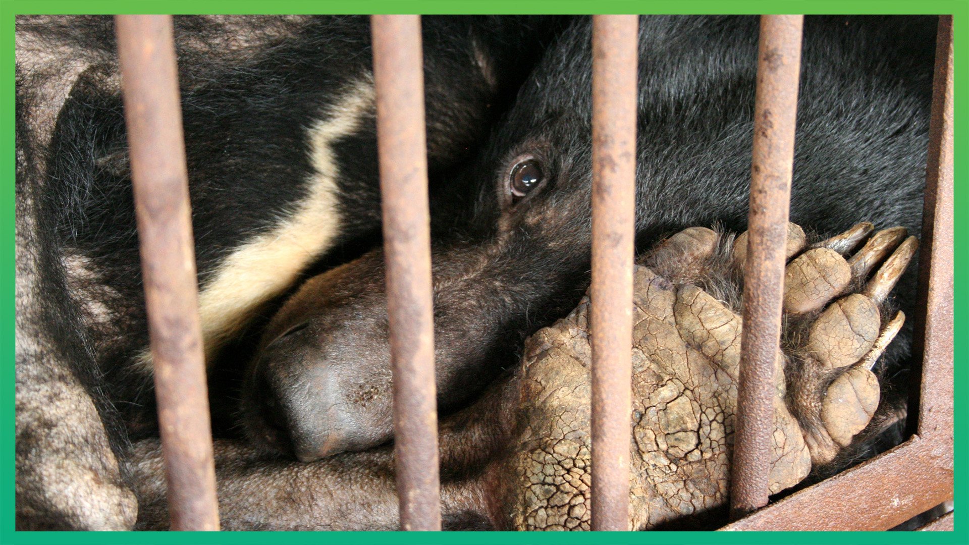 Five things you need to know about bear bile farming
