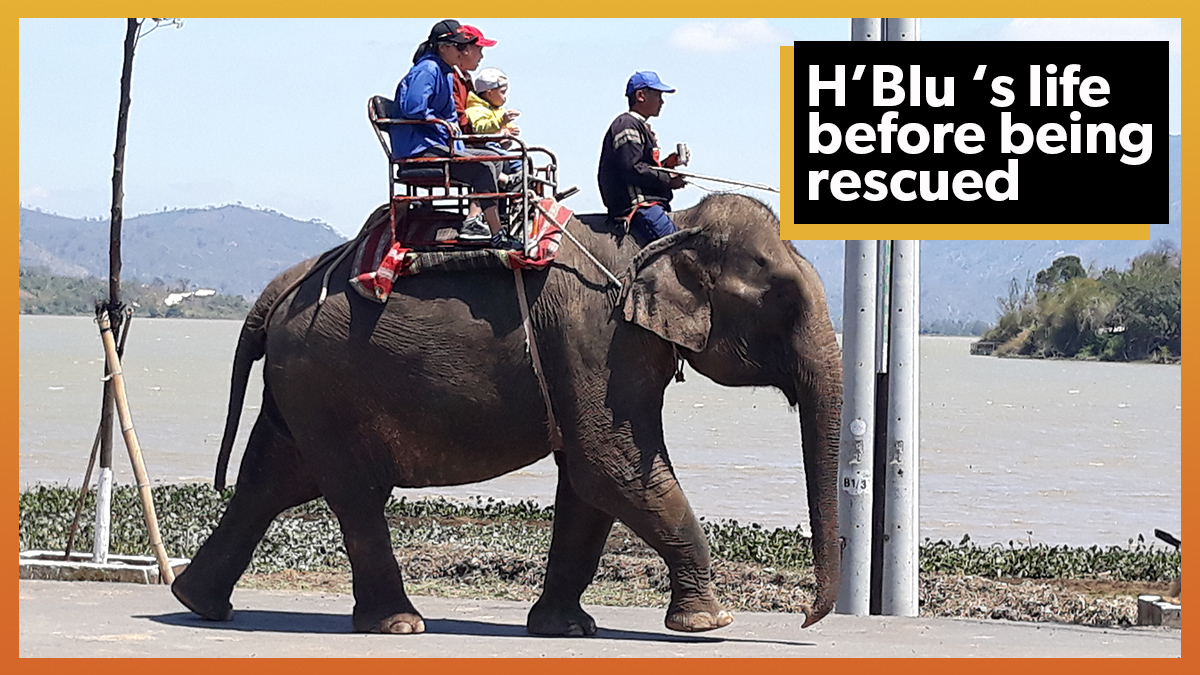 Animals Asia rescues elderly elephant from life of riding