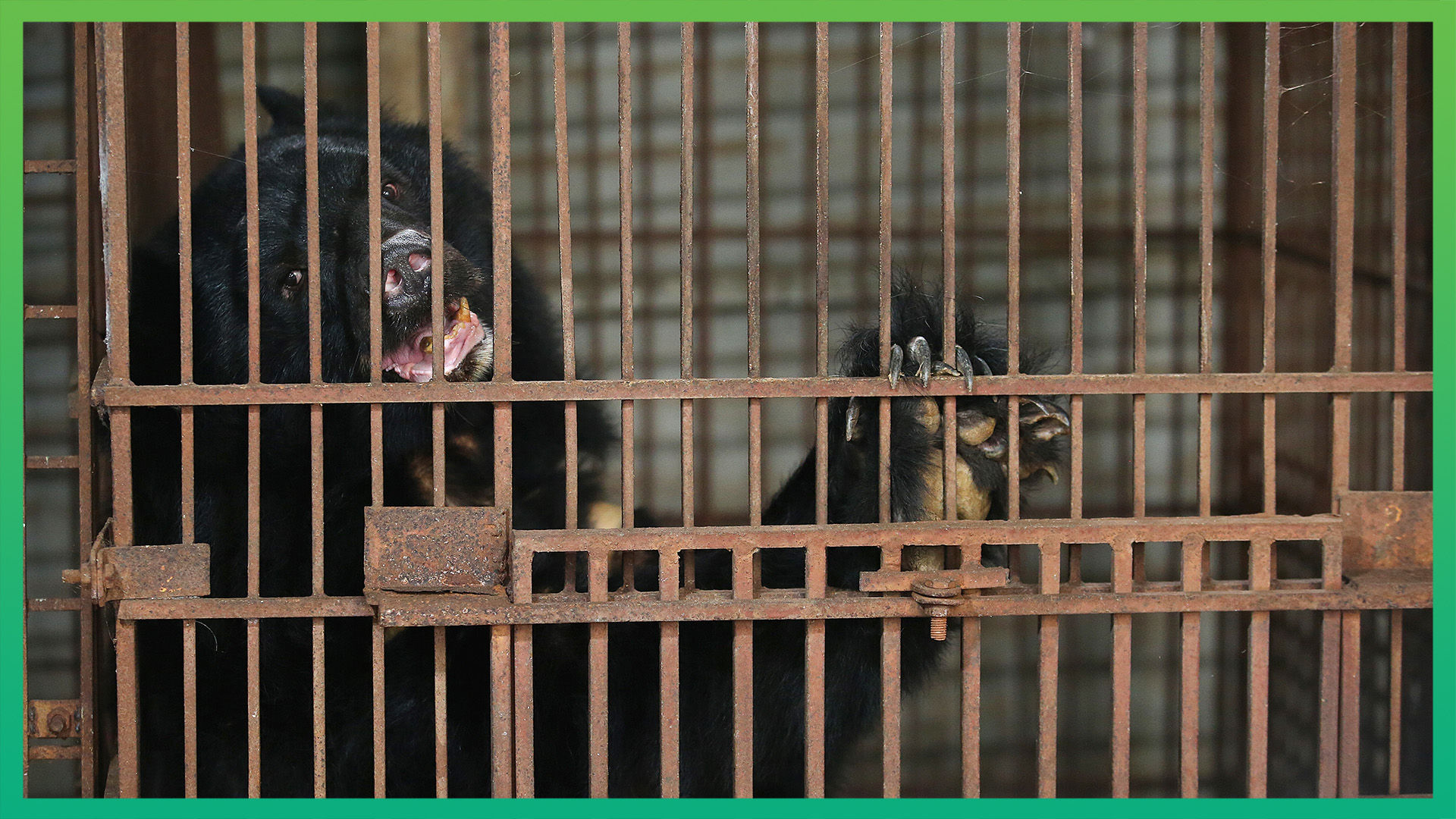 Animals Asia rescues seven bears from bile farming hotspot in Vietnam