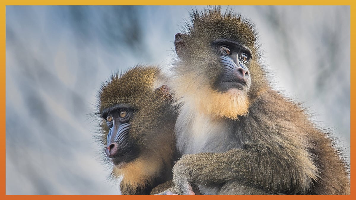 How Many Types of Monkeys Are There in the World?