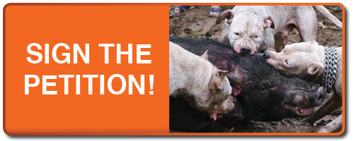 PETITION: Urge the Vietnam government to outlaw cruelty to animals