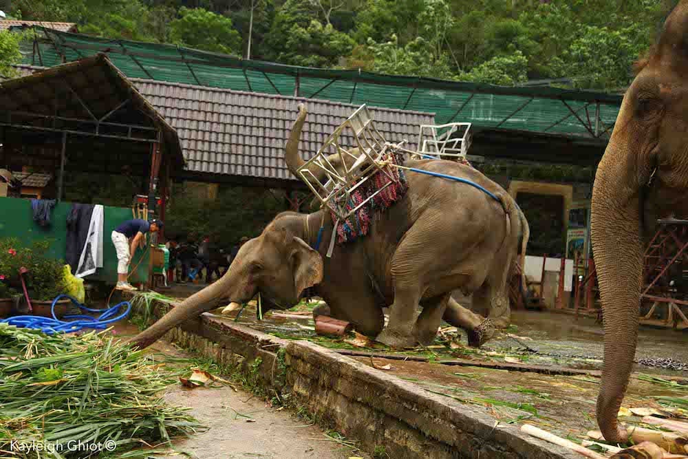 This is what years of tourist rides do to an elephant