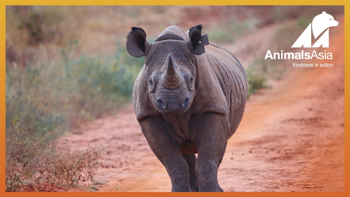One Life: Rhinos
