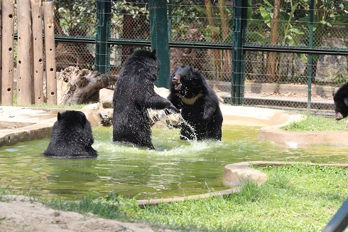 A sanctuary meeting of moon bear groups