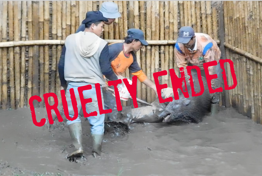 Indonesian government bans brutal boar vs dog fights in rural villages
