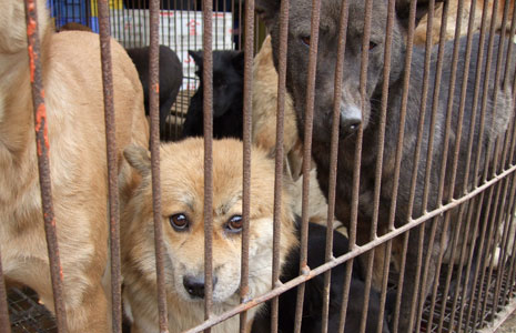 Chinese animal charities urge animal lovers to stop buying dogs in Yulin