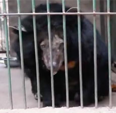 Bear in a cage