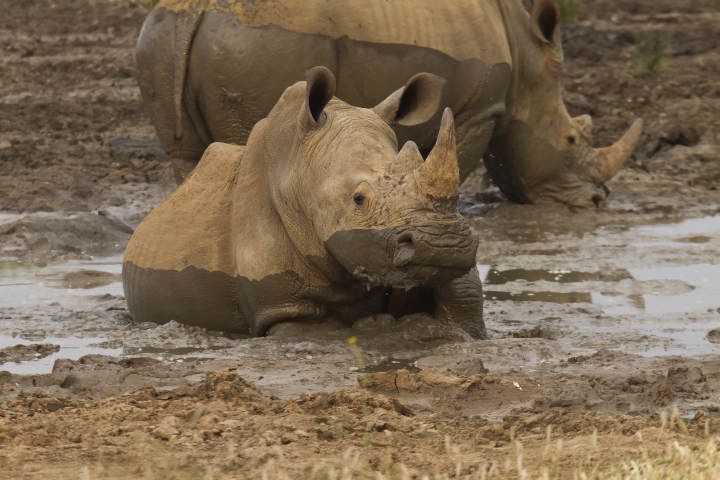 Rhino in mud