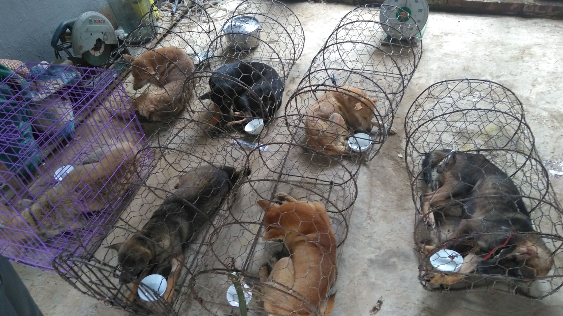 After treatment, rescued dogs are seperated for continued monitor
